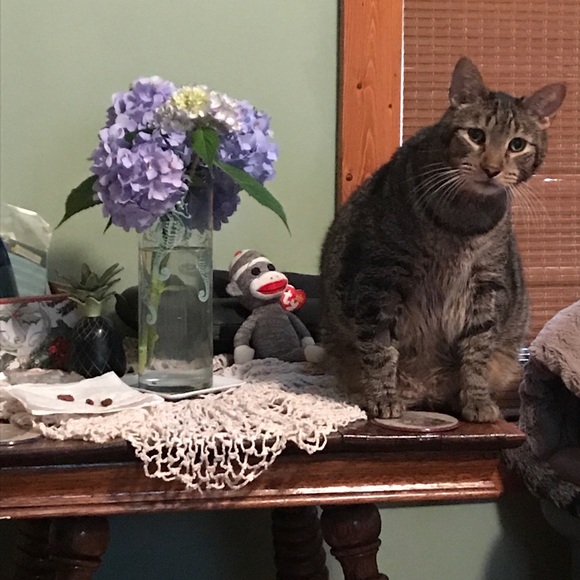 Meet your Posher, Linda - Picture 1 of 1